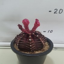 온누리농원 자목단-7, 1개