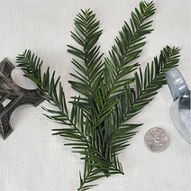 플라라 드라이플라워 프리저브드플라워 - 그린잎모음, 09-05 그린잎모음-세과이어