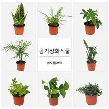 네오플라워 공기정화식물 꽃화분 허브, A42.벤쿠버제라늄