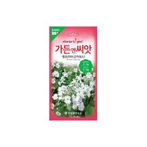 수입야생화씨앗 100선 앵초(마라고이데스) 100립