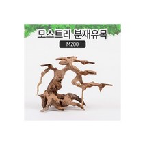 [비지떡] 모스트리 분재유목(S) [ M200 ] [P], 1개