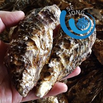 세종수산 100%입망석화 5kg, 1box, 100%입망석화 15kg