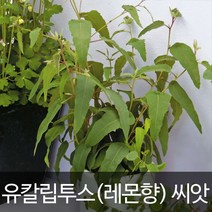 레몬부쉬 유칼립투스씨앗 유칼립투스 씨앗 ( 10알 )