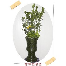 천혜향나무 귤나무화분