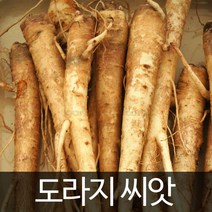 도라지씨앗 도라지 씨앗 balloon flower seed 3000알