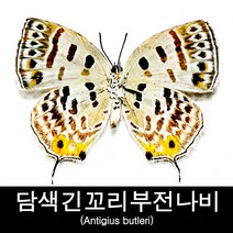 나비표본/담색긴꼬리부전나비/Antigius butleri