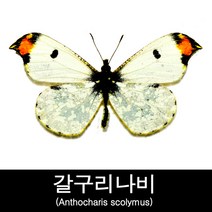 나비표본/갈구리나비표본/Anthocharis scolymus