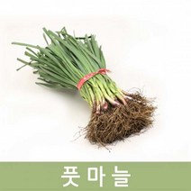 두리반농산 풋마늘 2kg, 1박스