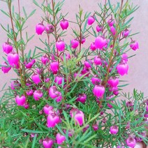 [용이네화원] 보르니아 핑크 미니벨 보르니아 Small 150