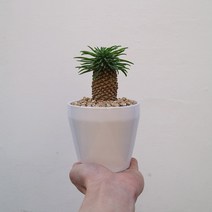 티에라선인장 이달의 식물 파인애플 다육이 괴마옥, 화이트, 1개