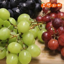 오렌지씨 포도_1kg~2kg_거봉(레드글로브)청포도크림슨적포도, 거봉(레드글로브)_1kg_size(XL)