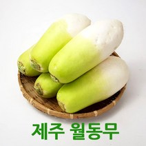 싱싱한 제주월동무5kg/10kg 세척무우 싱싱지오, 제주월동무5kg