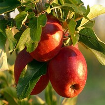 달달과수원 맛있는 가정용 흠집사과 한박스 기스사과 못난이사과 쥬스용사과, 1박스, 5kg