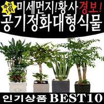 [플라워조아]미세먼지식물 공기정화식물 대형화분 개업화분 미세먼지식물, 관음죽, 1개