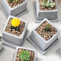 가꾸지오 공기정화식물 먼지제거 천연가습 미니시멘트화분다육, 웅동자