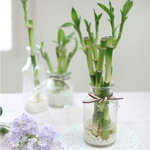 가꾸지오 공기정화식물 먼지제거 천연가습 개운죽쁘띠글라스(20cm*5p)