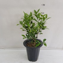 온누리농원 한라봉