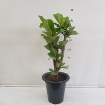 온누리농원 떡갈나무, 1개