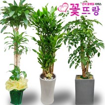 꽃뜨랑 2m대형화분 개업화분 행운목 금전수 스투키 전국당일꽃배달, C09 킹벤자민, 1