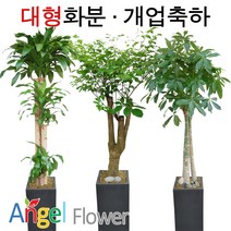 엔젤플라워 초특가 특대형화분 대박나무 행운목 전국당일꽃배달, A03 행운목, 1개