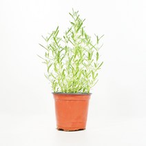 미니농장 라벤더 허브