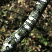 농선 개복숭아 나무가지 1Kg 기타 한차 재료, 1박스