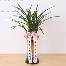 다덴다플라워 동양난 서양난 선물 축하 승진 이사, 04.동양난 철골소심