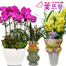 꽃뜨랑 축하동양란 축하서양란 호접란 만천홍 개업식화분 전국당일꽃배달, 군읍면리 추가금, 1개