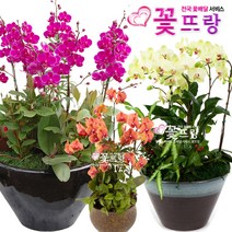 꽃뜨랑 서양난 호접난 만천홍 노랑호접 개업란 축하난 전국꽃배달서비스 꽃화분, A01 만천홍, 1개