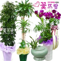 꽃뜨랑 축하화분 행운목 스투키 홍콩야자 동양난 서양난 화환 전국당일꽃배달, 서랍물받침