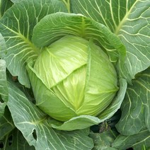 구윤회님의 유기농 양배추 5kg, 1박스, 유기농 양배추 5kg(3~4개)