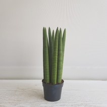 온누리농원 스투키(30cm)