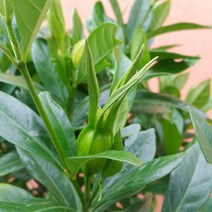 [용이네 화원] 튼실한 열매치자 나무 200 농원, 1개