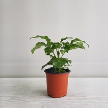 온누리농원 녹보수