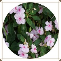 임파첸스 6포트 서양봉숭아, 1개