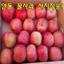 안동 산지직송 꿀사과 부사사과, 1박스, 가정용흠과5kg대과(10과-14과)