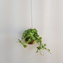 온누리농원 디시디아 그린
