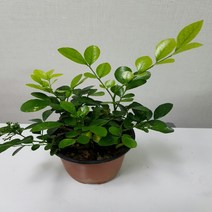 에덴농원 한목대로된 오렌지자스민(꽃이피면 자스민향이나지요 )10센치, 1개