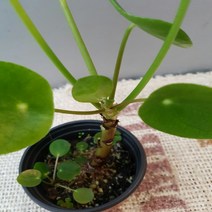 에덴농원 필레아(새순도 나오고 있어요), 1개