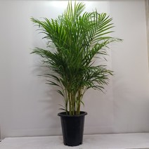 온누리농원 아레카야자 대형 사이즈 전체크기 150cm 이상 공기정화식물
