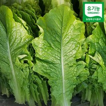 친환경팔도 용천 유기농 청 로메인 1kg, 단품