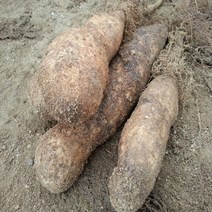 안동마 참마 2022년11월 수확 햇마 산지직송 쌀겨포장 마 1박스, 10kg 신토불이 웰빙 (중)품, 1box