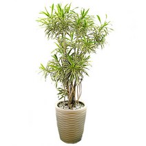 플라워리퍼블릭 송오브인디아 실내공기정화식물 축하화분 개업식 거실, 1개