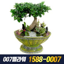 인삼벤자민 (배송비포함), 1개