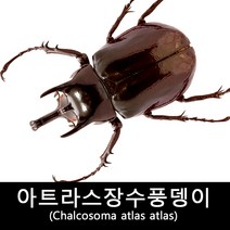 아트라스장수풍뎅이표본/Chalcosoma atlas atlas