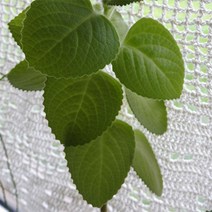 [아로마케이] 캔들 디퓨저 프래그런스오일 50ml 아로마오일(국내산), 페퍼민트50ml