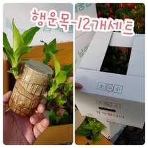 행운목-중-12개박스/꽃말 행운 행복