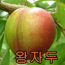 왕자두나무 접목1년특묘2그루 묘목 나무 과일나무 유실수 과실수