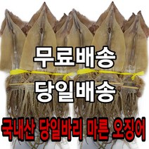 유성 동해안 당일바리 마른 오징어, 20마리, 800g내외