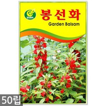 금계국 40립 - 금계국씨 금계국씨앗 꽃씨 꽃씨앗 씨 씨앗 야생화씨앗, 11_청농_봉선화(50립)